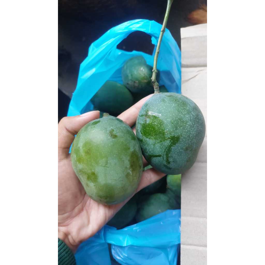 

Buah Mangga Lalijiwo Talijiwo Lali jiwo Tali jiwo Lalijiwa Talijiwa Lali jiwa Tali jiwa 1KG