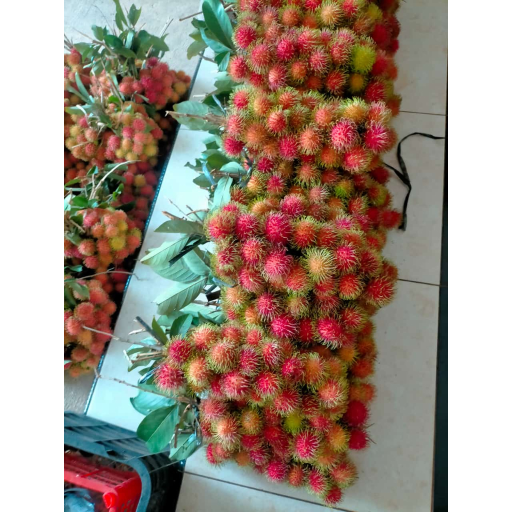 

Rambutan Binjai 1 Kg