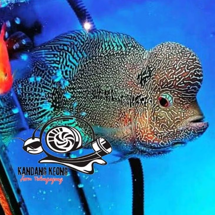 Kaca aquarium cencu lohan louhan mutiara perlengkapan akuarium