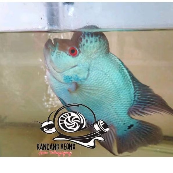 Pewarna lohan thaisilk blue lohan louhan gen import rare hiasan akuarium