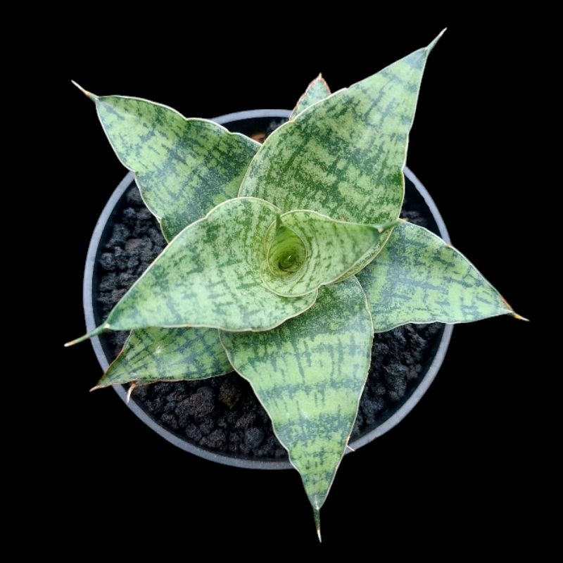 tanaman hias sanseviera HYBRID KENDEDES sansevieria sansevera sanseviera sensivera lidah mertua suku