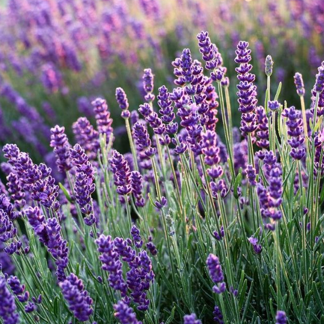 BIBIT BUNGA LAVENDER BUNGA PENGUSIR NYAMUK AROMA TERAPI