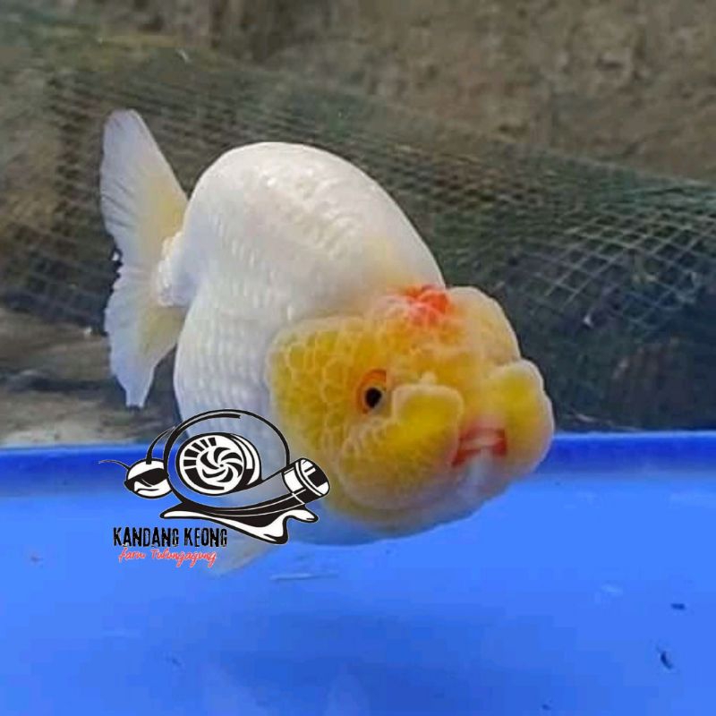 makan pelet white ranchu lionchu putih 7-9 hiasan aquarium