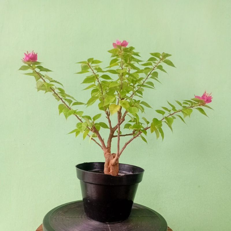 Bougenville Singapur