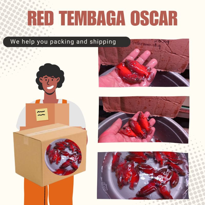 

FishRoom ||Dus Packing Baby Red Tembaga Oscar 5-6cm