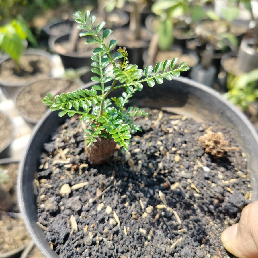 BIBIT BONSAI IMPORT tanaman Operculicarya Pachypus