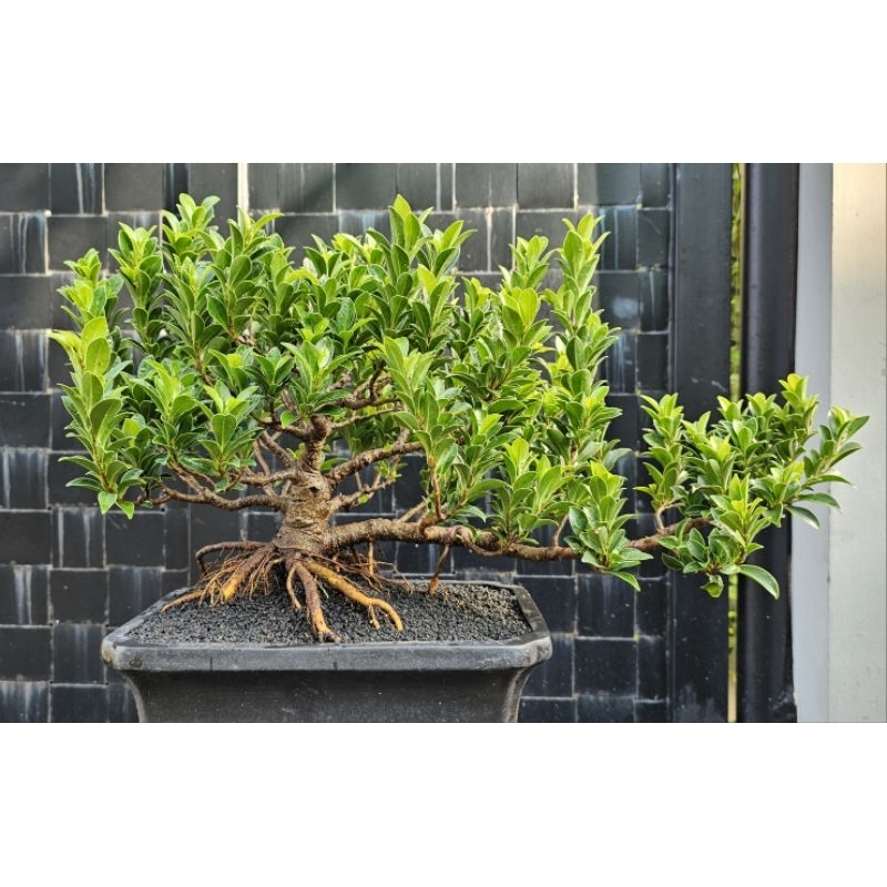 Beringin elegan small