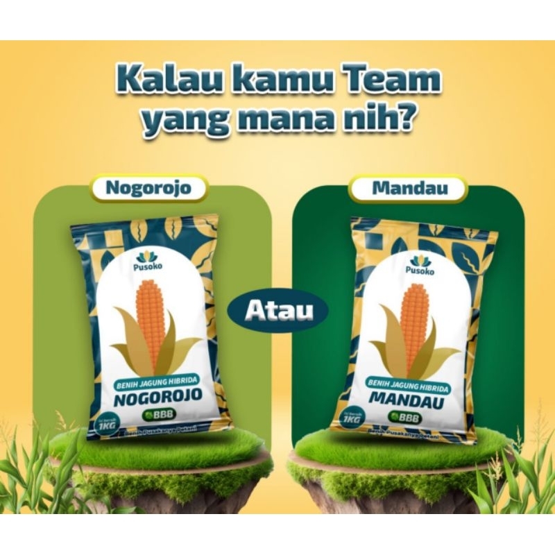 

jagung unggulan M@Nd@u