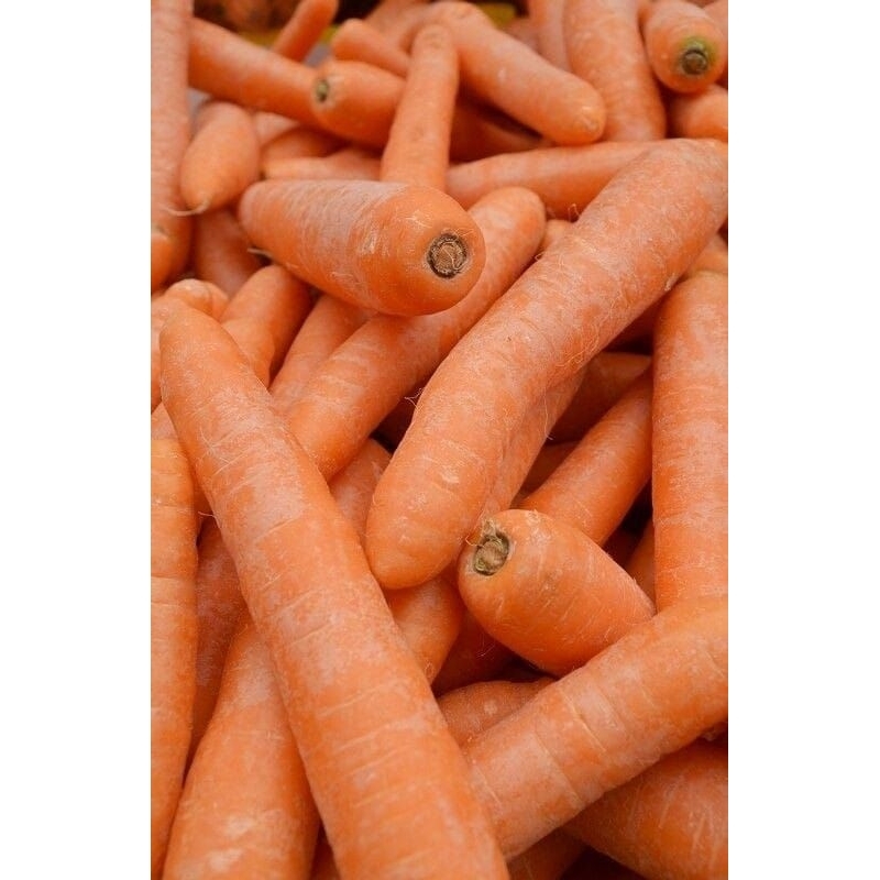 

Wortel Lokal / Wortel Impor