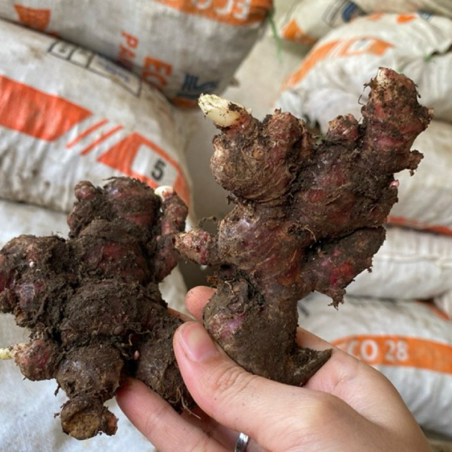 

Jahe Merah Medan 7KG (Khusus Grosir)Segar/Fresh/ Red Ginger/ Rempah