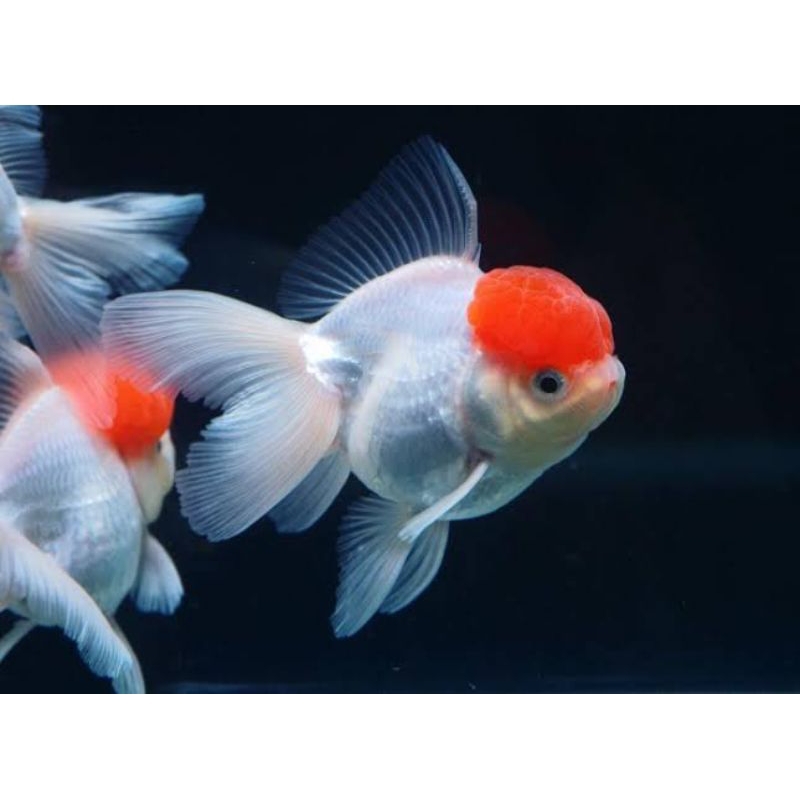 

Stiker koki oranda L