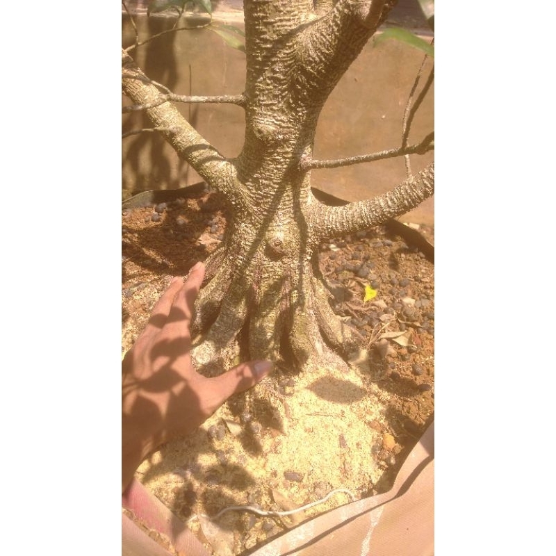 Bahan bonsai kimeng prokar