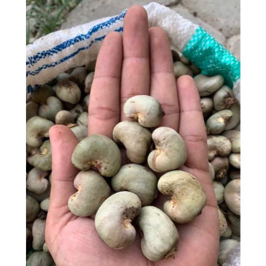 

BIJI JAMBU MENTE / BENIH BIJI KACANG METE