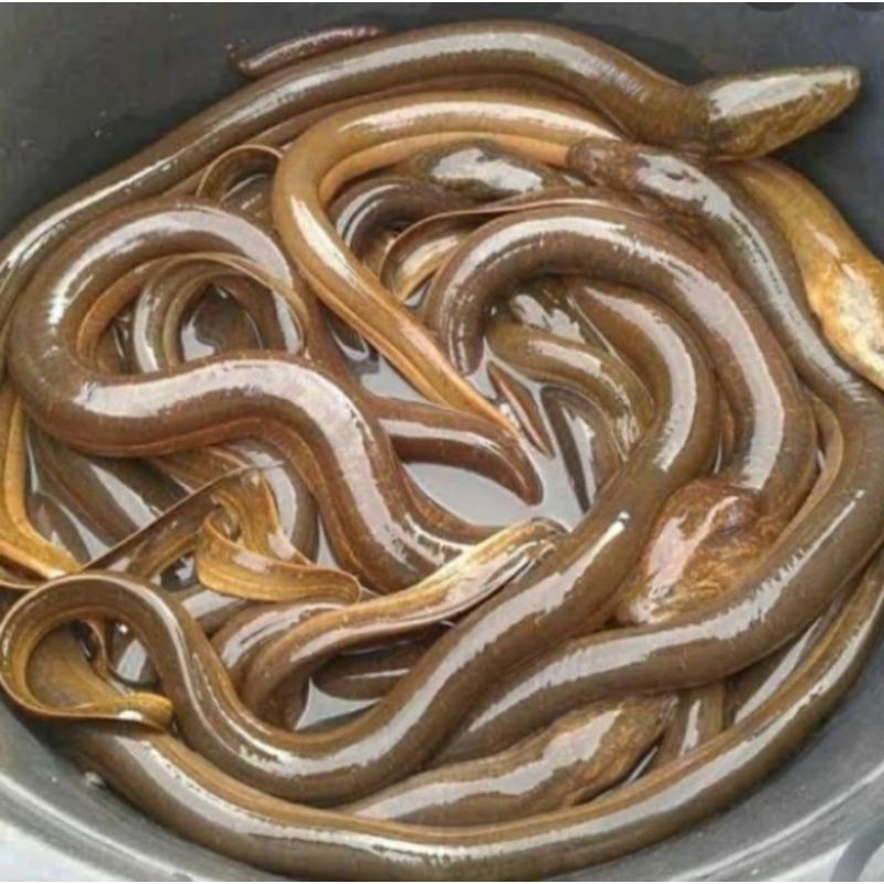 

belut sawah hidup 1kg gratis di bersihkan