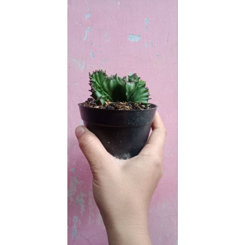 Lactea Hijau - Kaktus Sekulen Euphorbia Lactea Hijau / Euphorbia Lactea Silver / Euphorbia Lactea Me