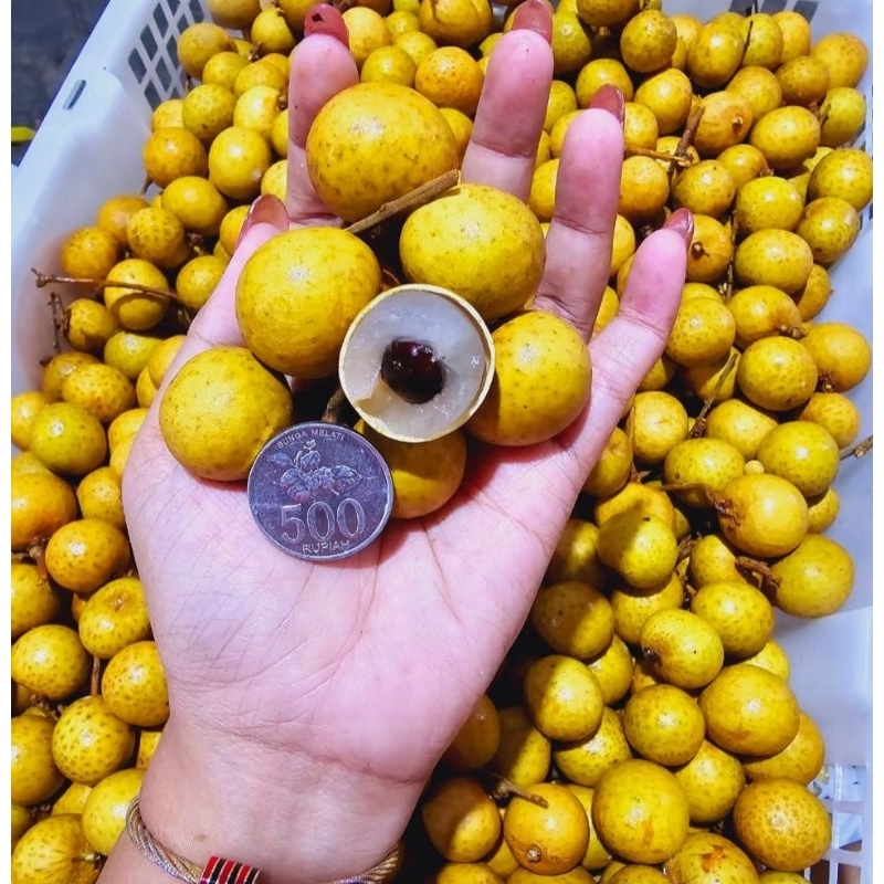 

(1kg) kelengkeng tebal/lengkeng manis/kelengkeng grade merah