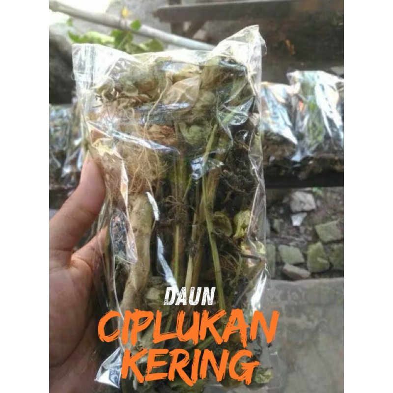 

Daun ciplukan kering herbal 100%organik 250gr
