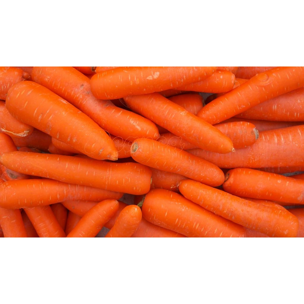 

Wortel Segar | Carrot Fresh