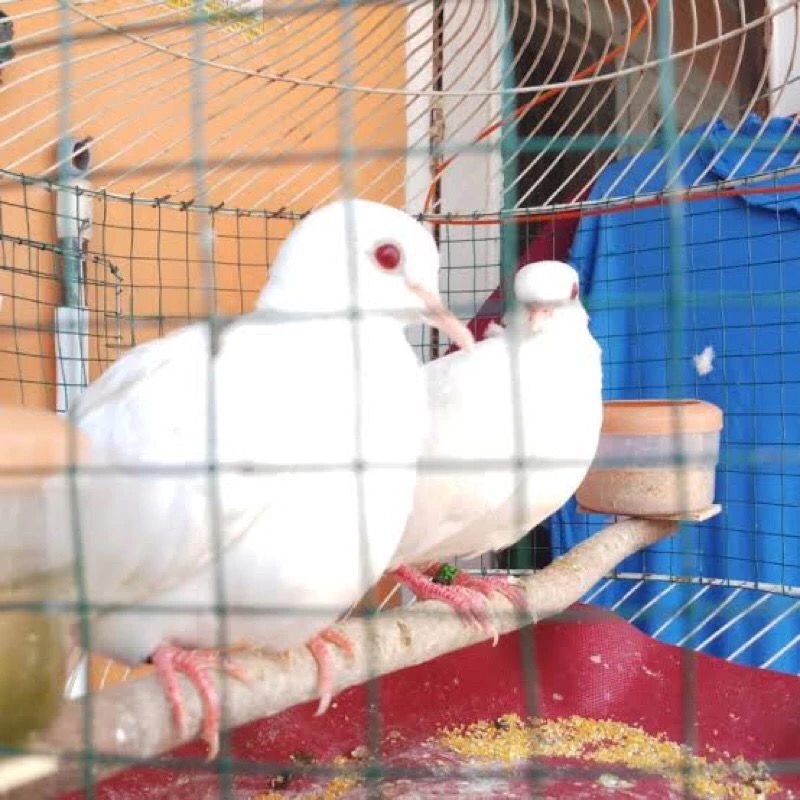 burung puter putih pilihan rawatan