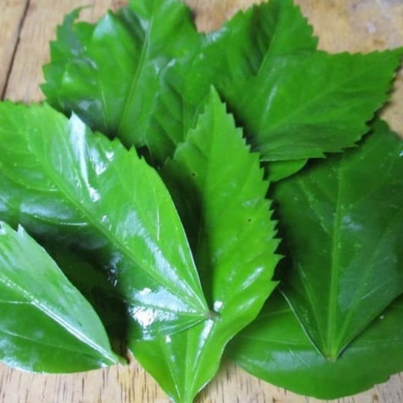 

TERMURAH 500Gr Daun Kembang Bunga Sepatu Segar, Daun Bunga Sepatu Obat Herbal