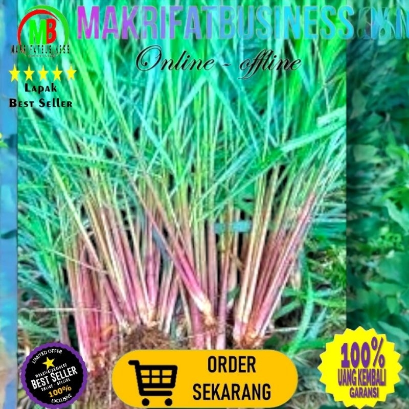 

MAKRIFATBUSINESS Paket 250 gran SERAI SEREH MERAH Daun dan Akar Siap Untuk Obat Herbal atau Siap Tanam