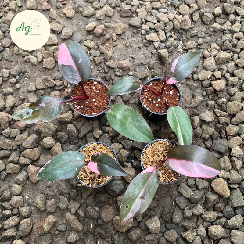 philodendron pink princess marble