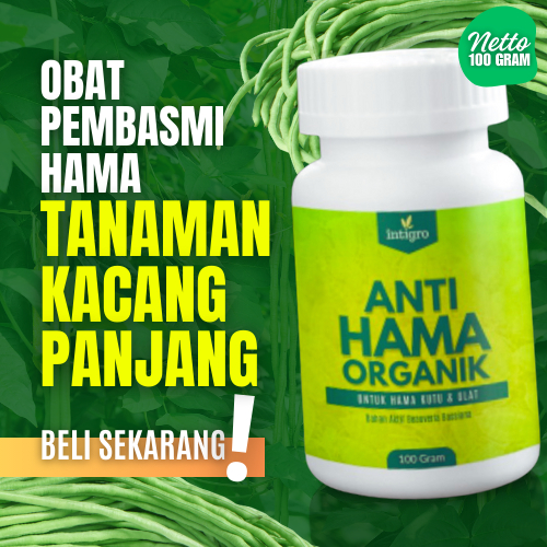 Obat Hama Tanaman Kacang Panjang Pembasmi Hama Kutu Pestisida Ulat Daun Buah Kacang Panjang Buncis