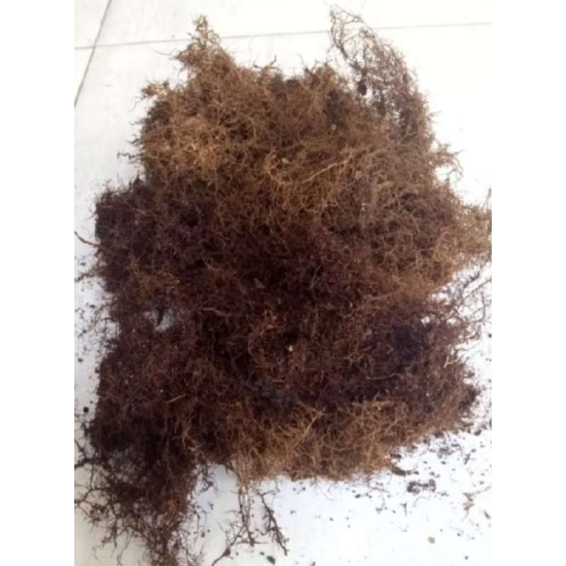 media tanam mos hitam akar kadaka kemasan plastik 1kg