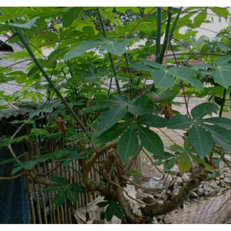 

bibit ketela karet unggul (10btg)