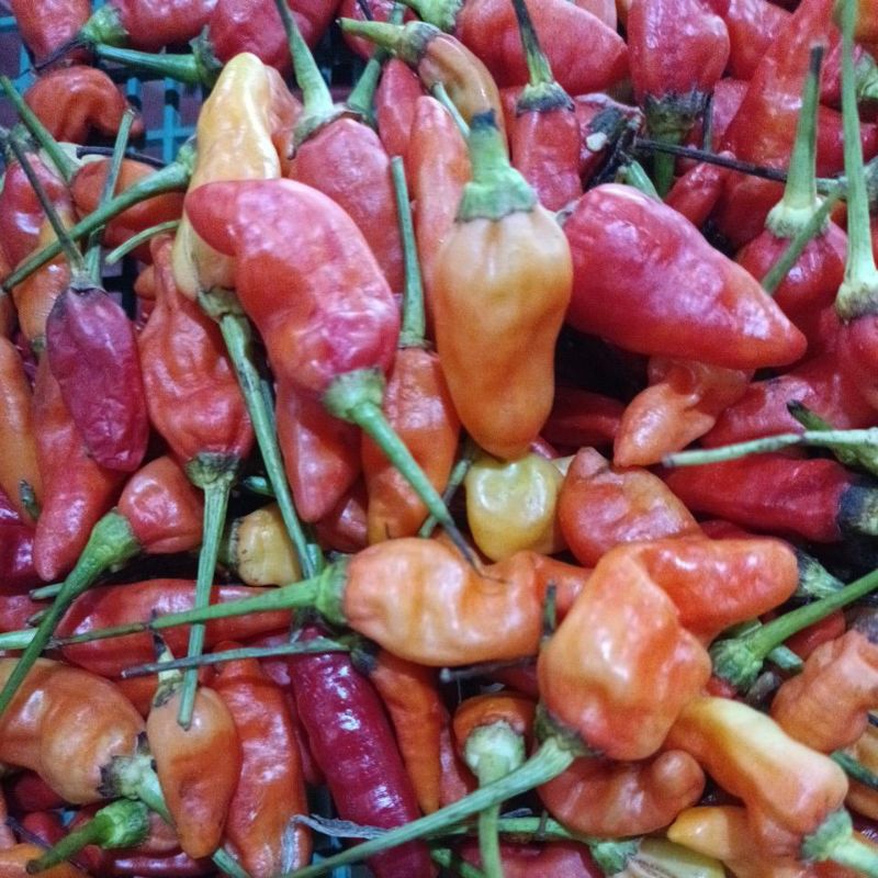 

Cabai Rawit ORI (jbly) berat 500gr dan 1Kg