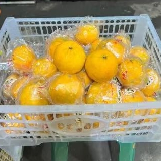 

Buah Jeruk Ponkam krat Jual Per 1 BOK Krat