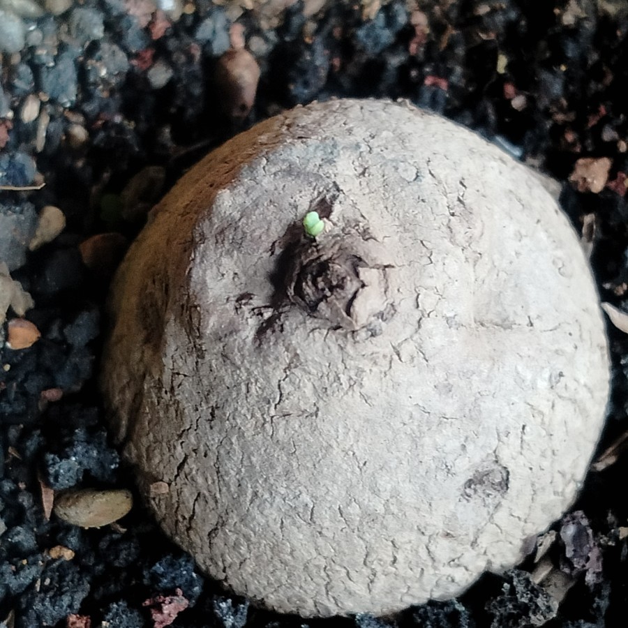 Tanaman hias import unik Stephania erecta Caudex Bonggol ukuran 4 cm
