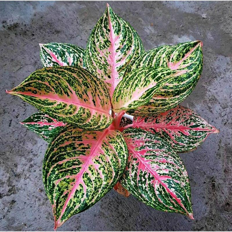 Aglonema Paulina Koleksi