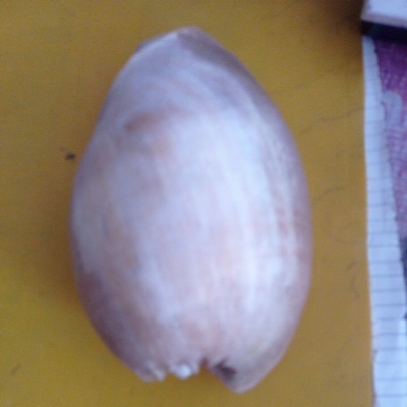 cangkang kerang hias