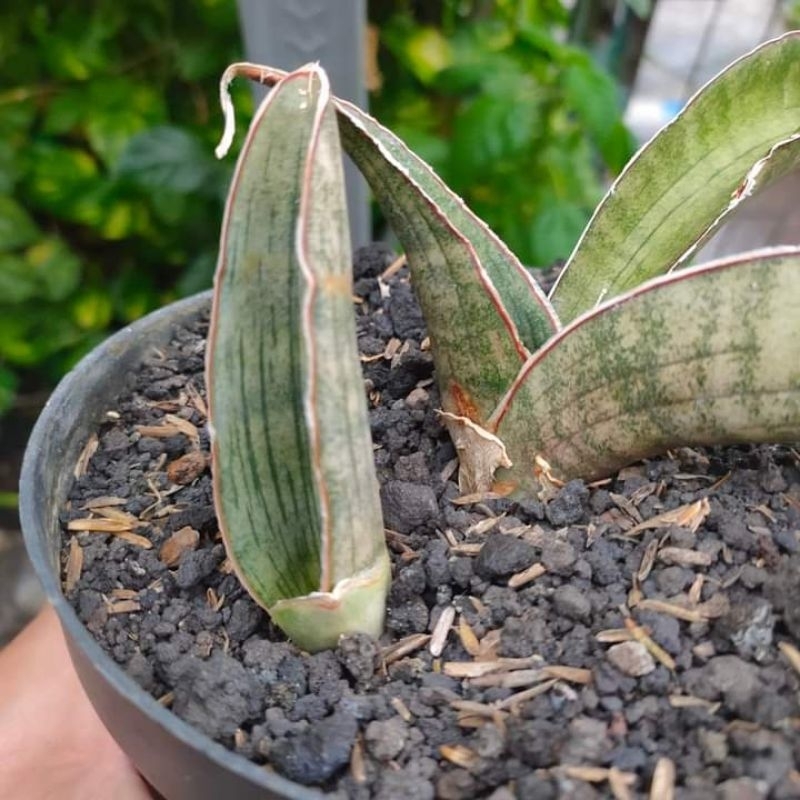 sansevieria hybrid eagle claw