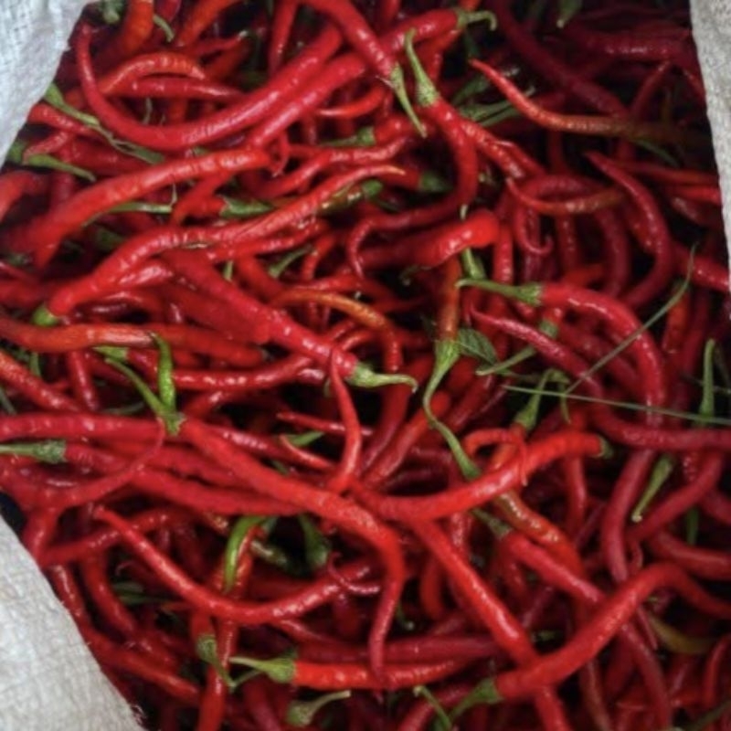 

CABE MERAH KERITING IMPERIAL 1KG / Cabai Keriting Fresh