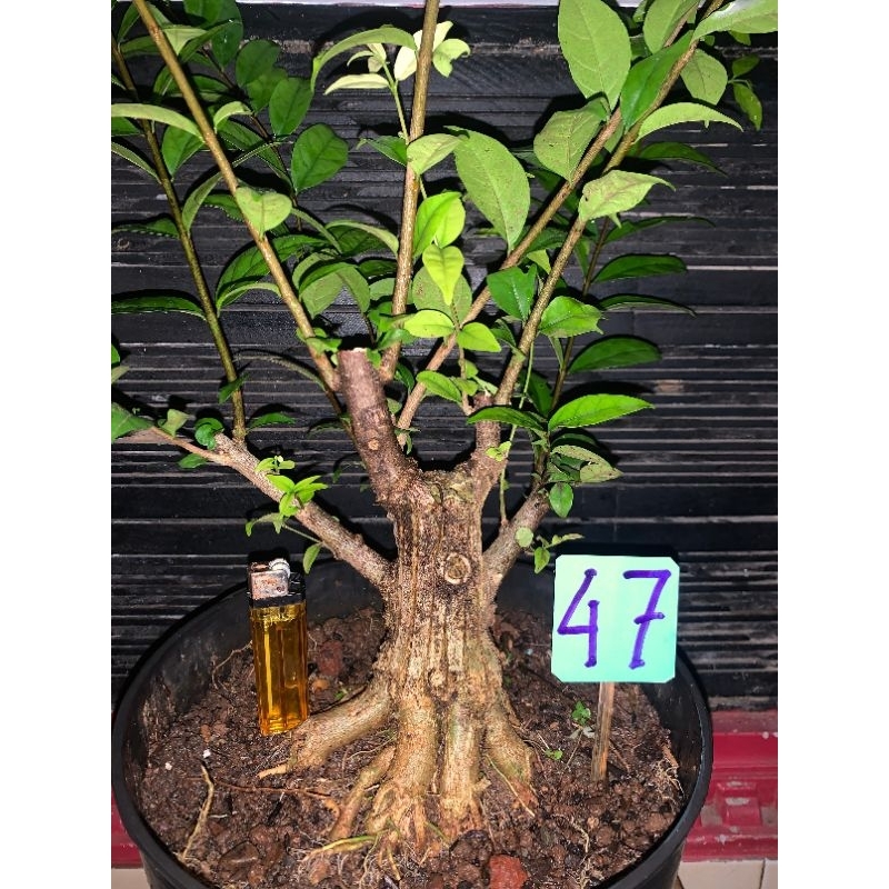 bahan bonsai anput prokar
