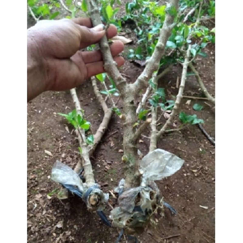 bibit sianci manis vietnam bahan bonsai
