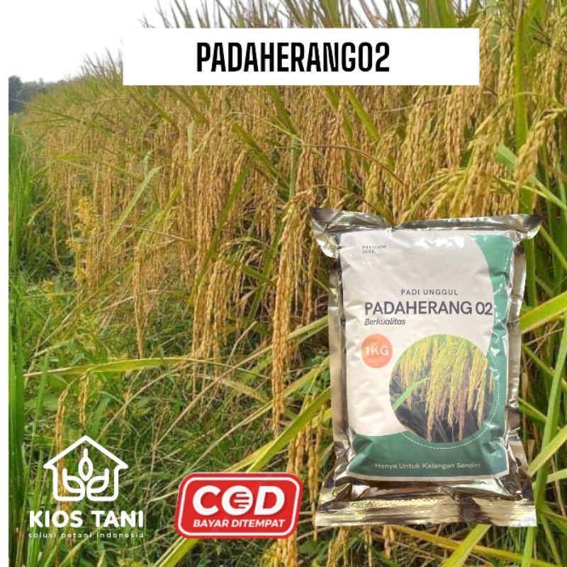 

Padaherang02 Berkuatitas 1KG