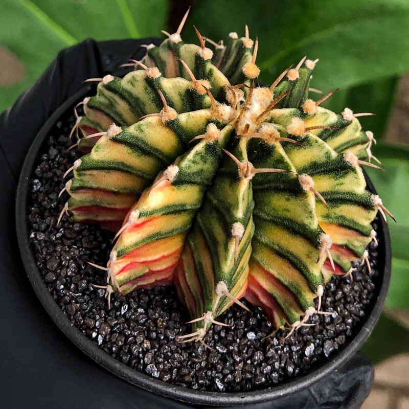 kaktus lb hybrid variegata