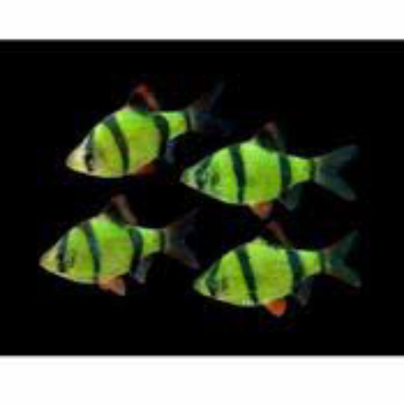 IKAN HIAS SUMATRA TIGER BARB HIJAU