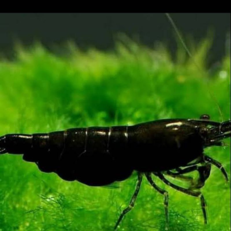 UDANG HIAS AQUASCAPE BLACK COCO