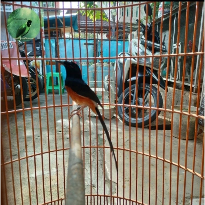 Burung Murai Batu Medan Gacor Fullset