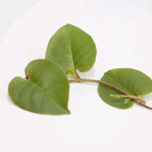 

DAUN BINAHONG HIJAU ORGANIK HERBAL BANYAK MANFAAT DAN KEGUNAAN