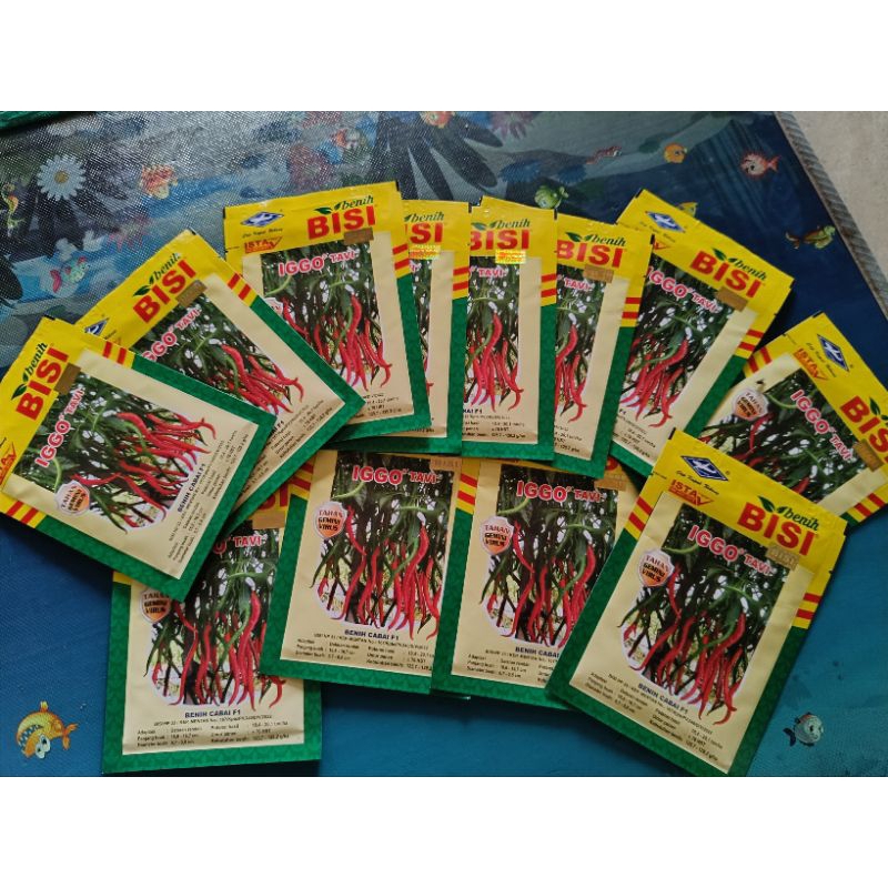 Benih Cabai Iggo Tavi