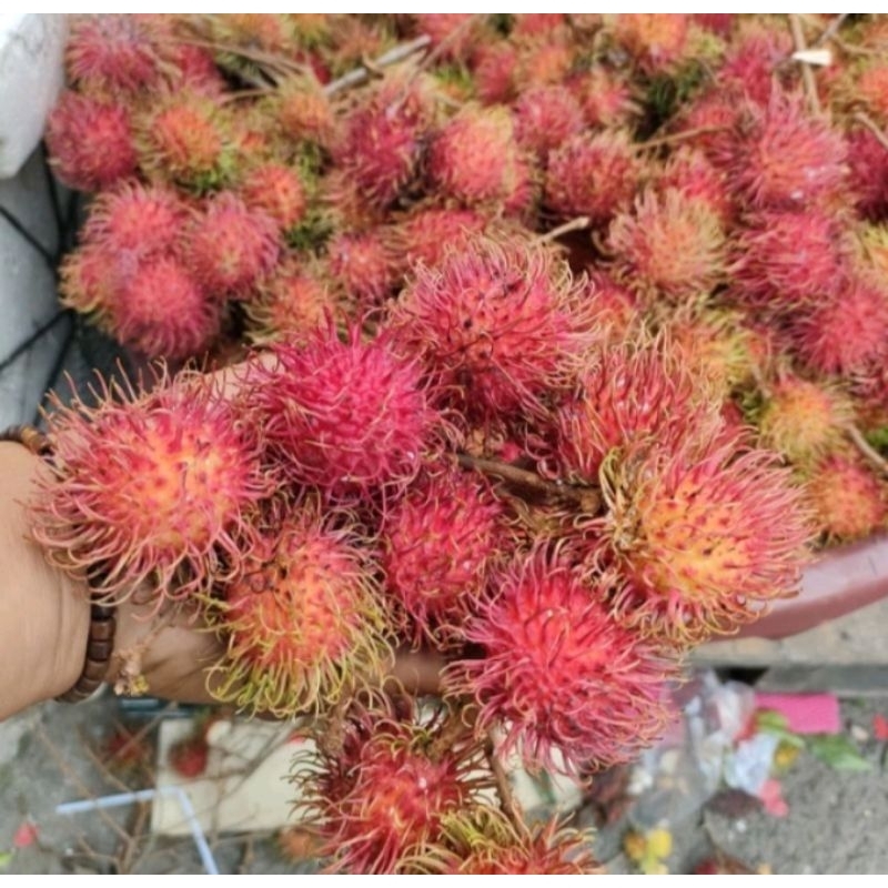 

RAMBUTAN BINJAY