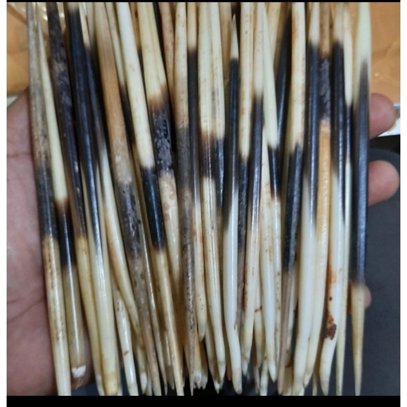 Bulu landak asli Kalimantan
