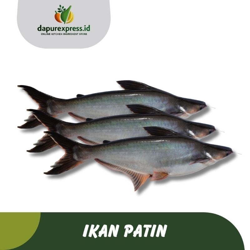 

IKAN PATIN SEGAR