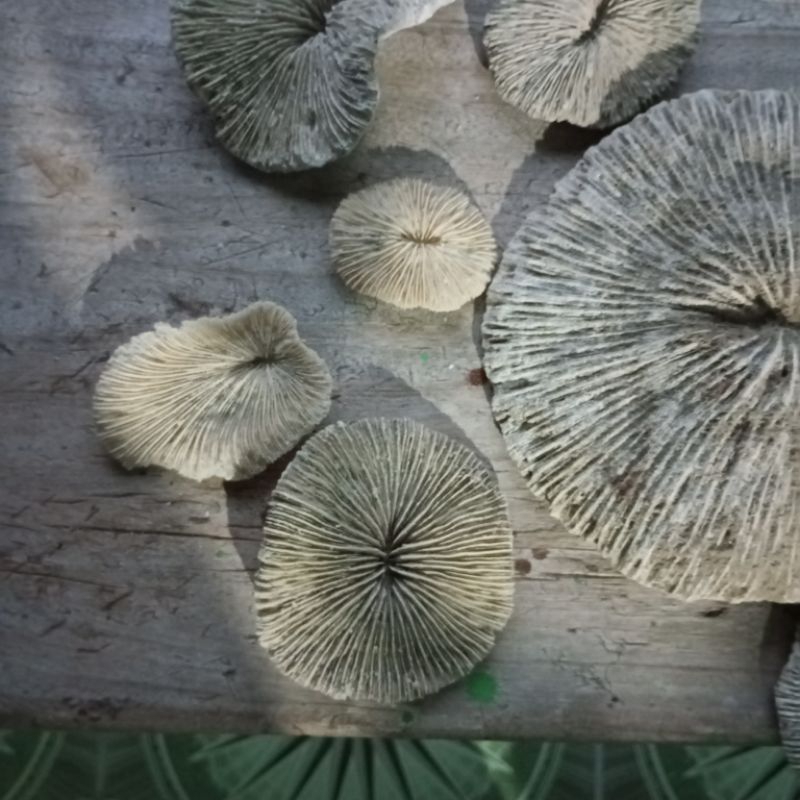 Batu karang laut Bentuk jamur ukuran besar dan kecil dekorasi akuarium aquascape