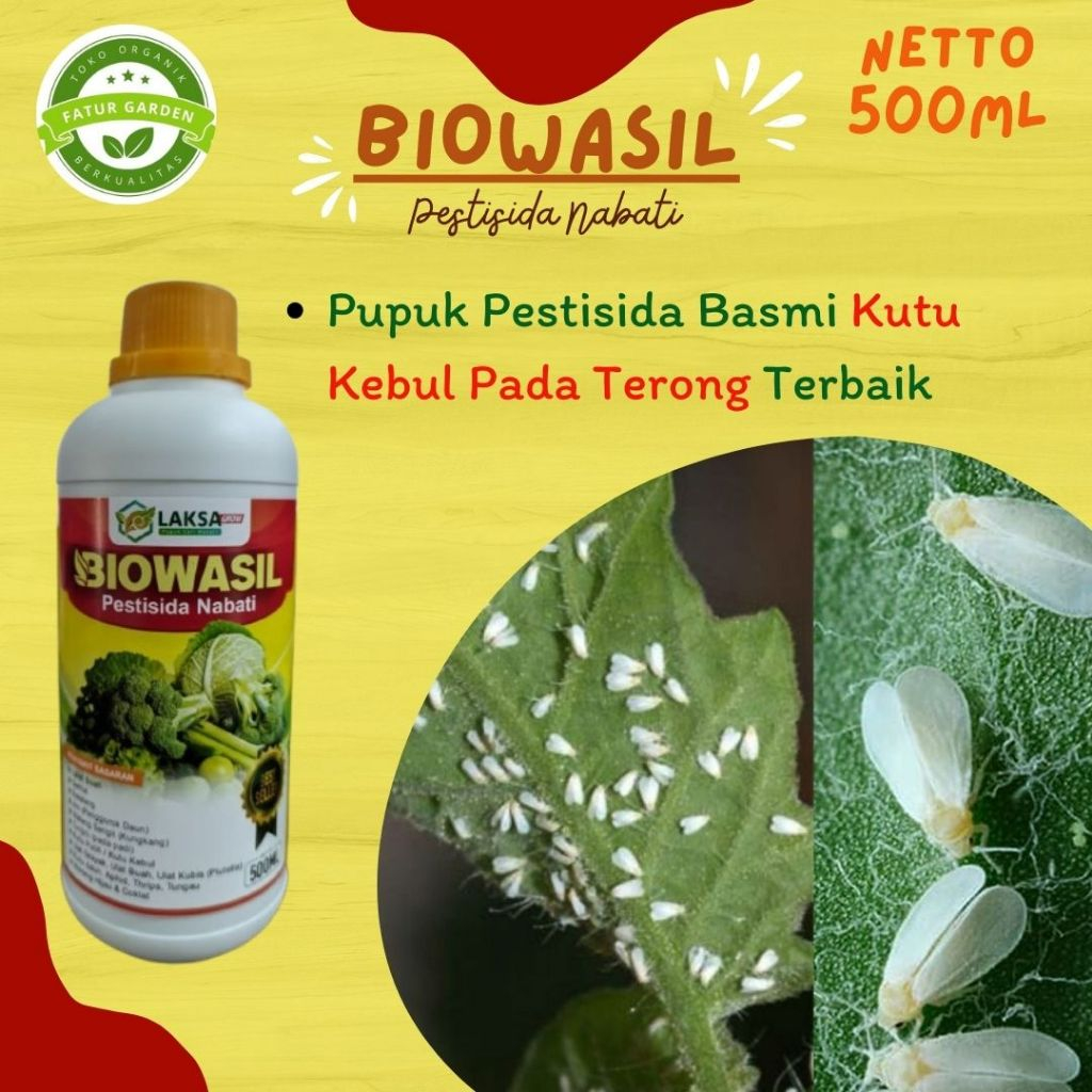 Obat pestisida basmi hama kutu kebul pada terong terbaik - BIOWASIL - Obat pengendali kutu putih